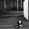猫撮り散歩1851