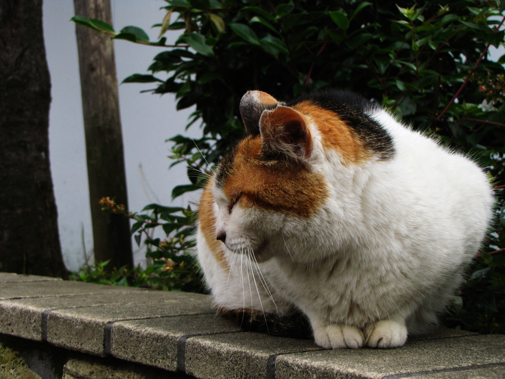 猫撮り散歩220