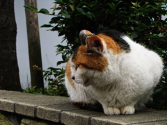 猫撮り散歩220