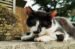 猫撮り散歩675