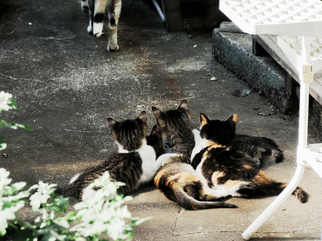 猫撮り散歩1440