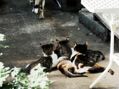 猫撮り散歩1440
