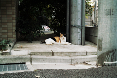 猫撮り散歩854