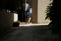 猫撮り散歩1543