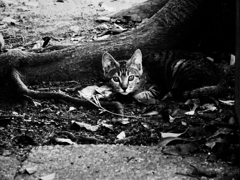 猫撮り散歩1632