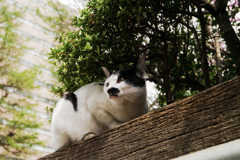 猫撮り散歩1859