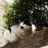猫撮り散歩1859