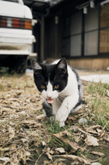 猫撮り散歩556