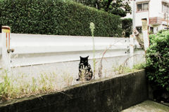 猫撮り散歩2074
