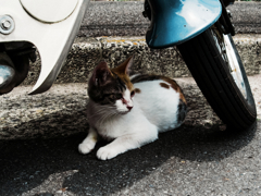 猫撮り散歩1374