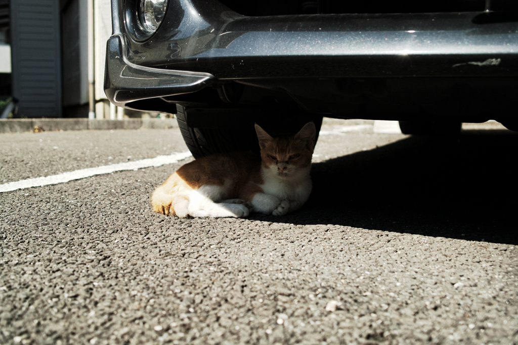 猫撮り散歩1024