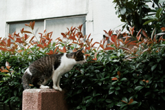 猫撮り散歩1948