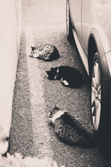 猫撮り散歩584