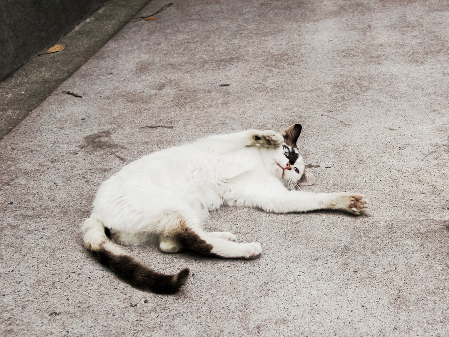 猫撮り散歩2119
