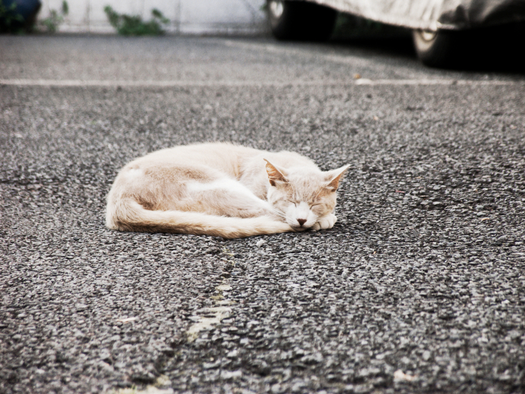 猫撮り散歩684