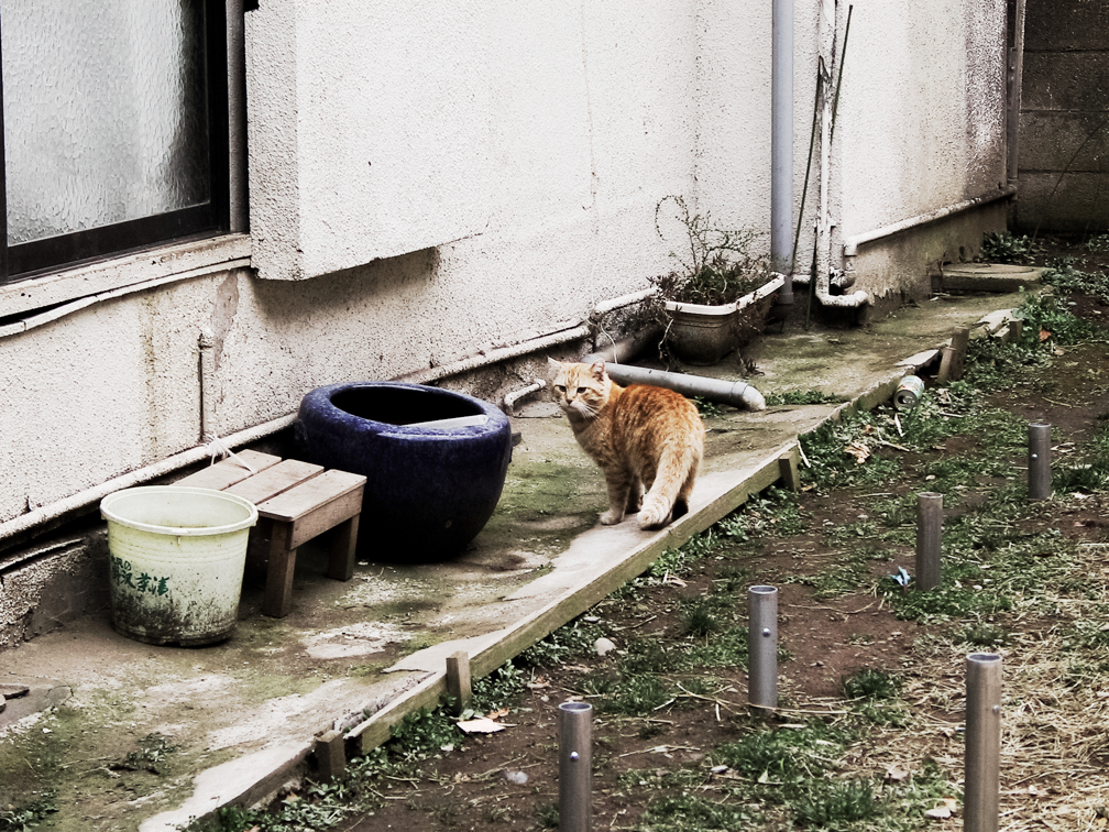 猫撮り散歩1047