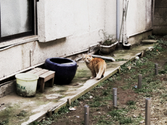 猫撮り散歩1047