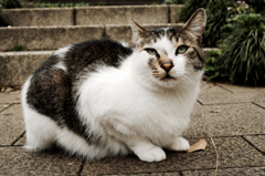 猫撮り散歩1020