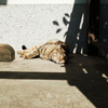 猫撮り散歩2400