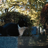 猫撮り散歩1856
