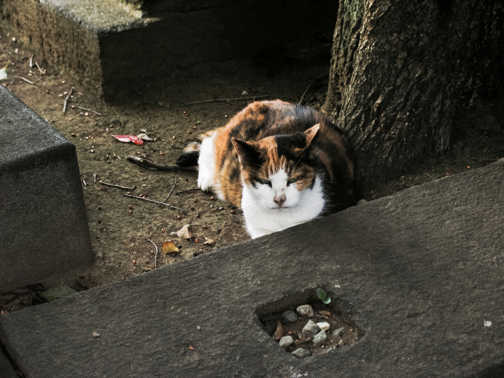 猫撮り散歩2110