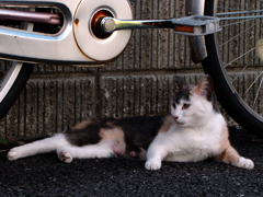 猫撮り散歩291