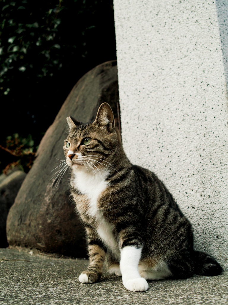 猫撮り散歩1998
