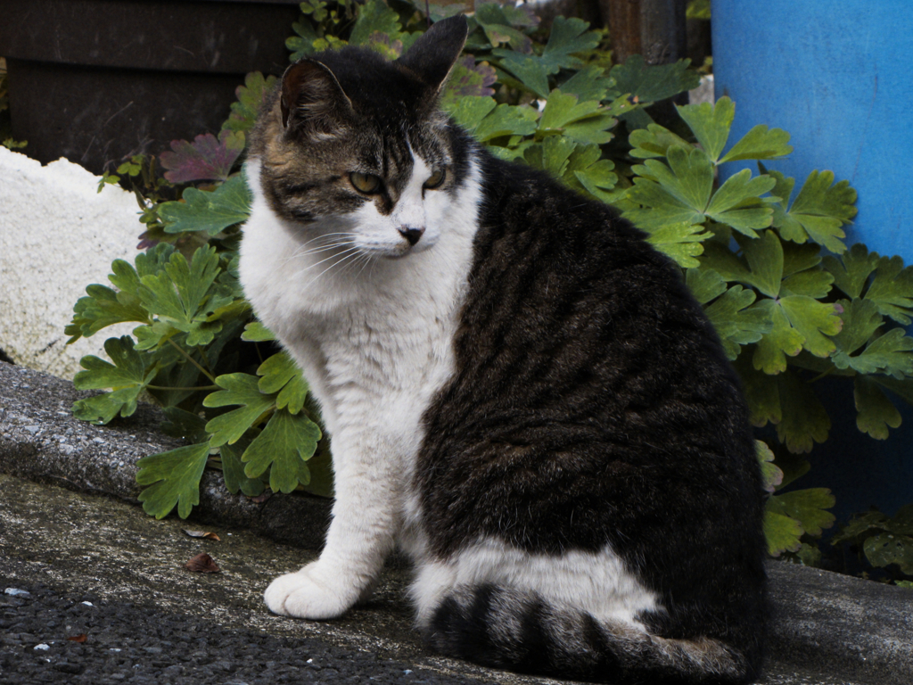 猫撮り散歩282