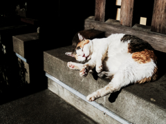 猫撮り散歩1081