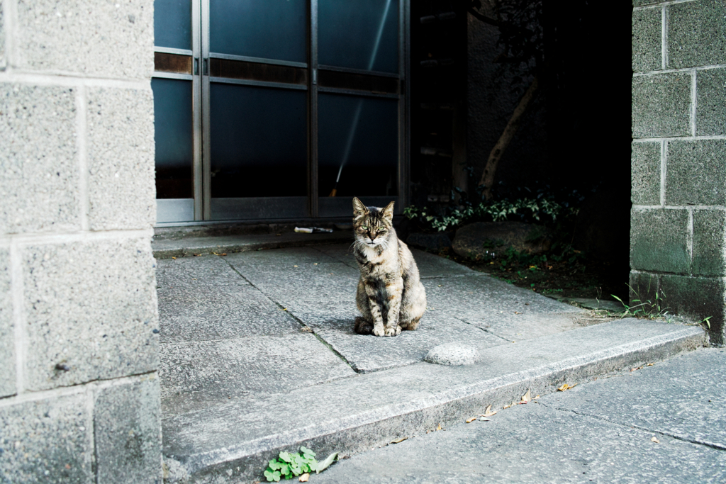 猫撮り散歩1477