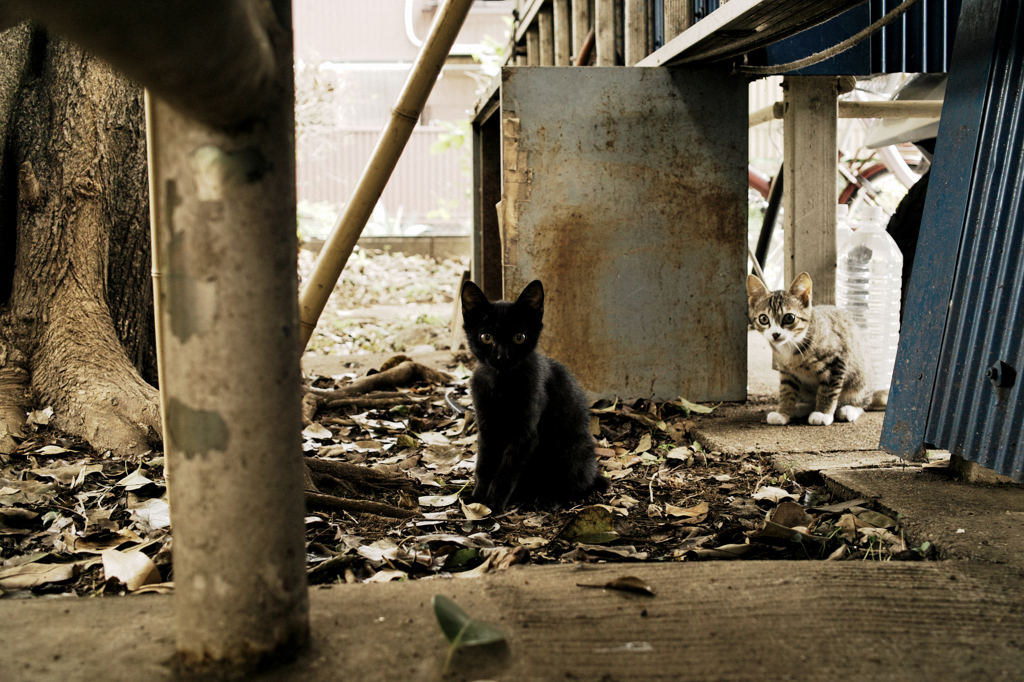 猫撮り散歩1010