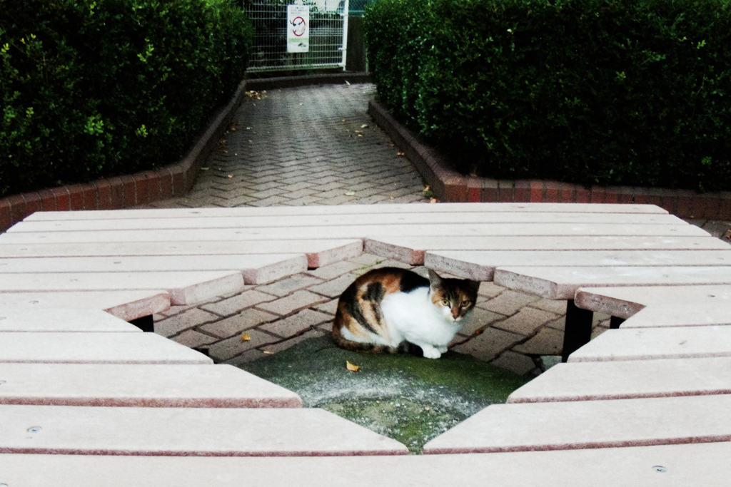 猫撮り散歩1809