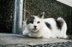 猫撮り散歩1066
