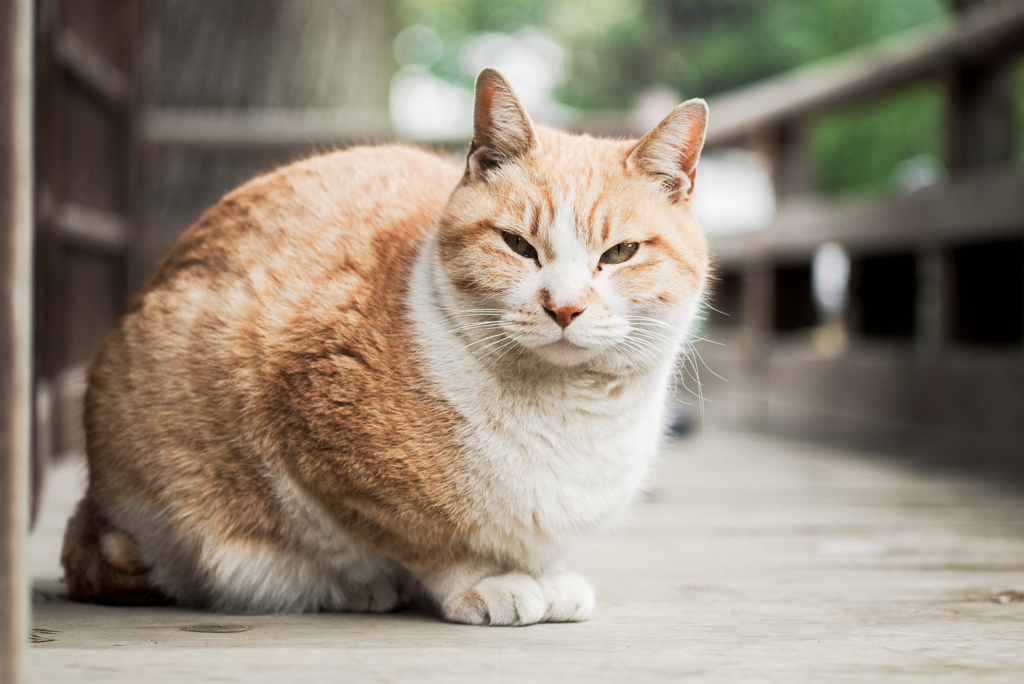 猫撮り散歩2323