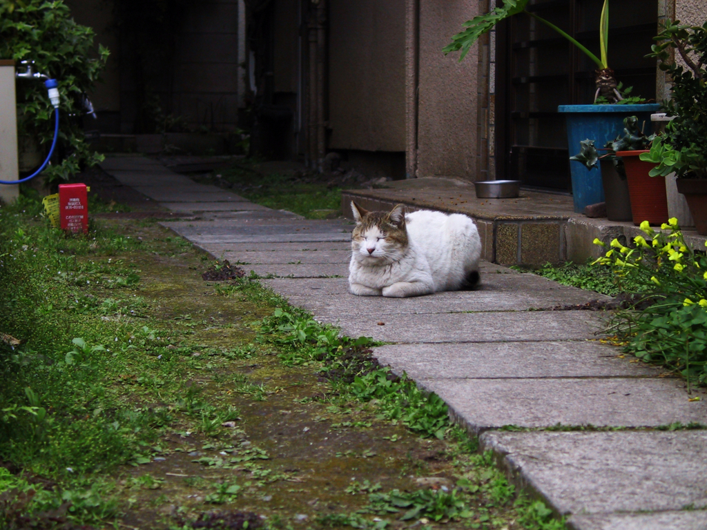 猫撮り散歩46