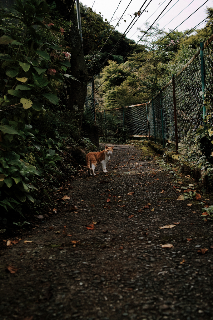 猫撮り散歩758