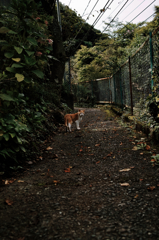 猫撮り散歩758