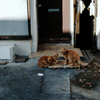 猫撮り散歩2396
