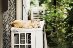 猫撮り散歩1211