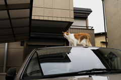 猫撮り散歩659