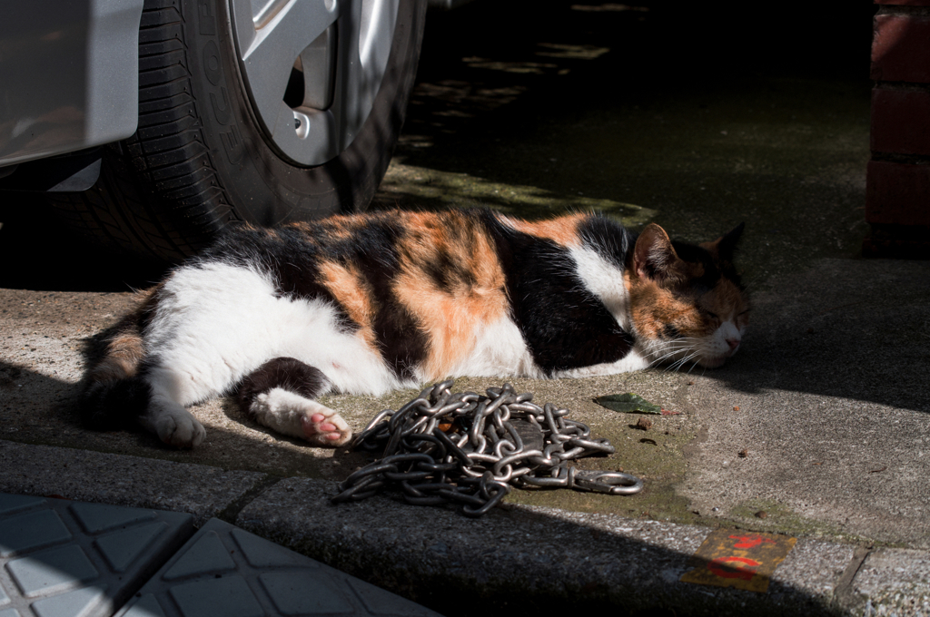 猫撮り散歩514