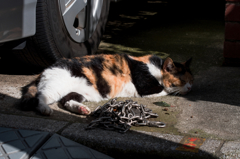 猫撮り散歩514
