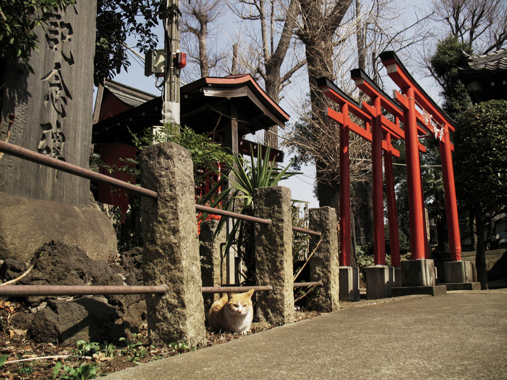 猫撮り散歩915