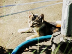 猫撮り散歩1913