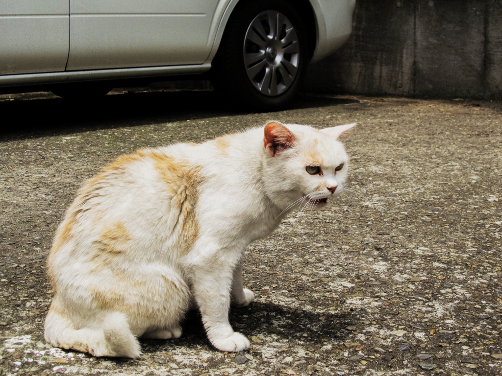 猫撮り散歩464