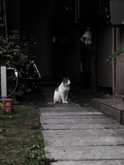 猫撮り散歩238