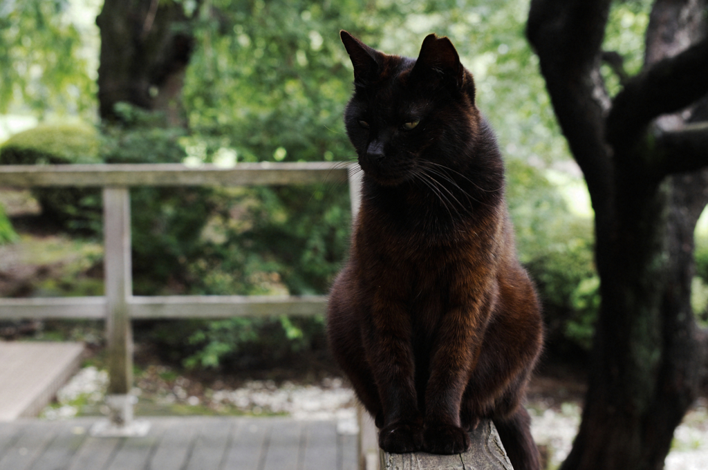 猫撮り散歩SZS-14 "Garden cats of One day"