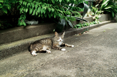 猫撮り散歩719