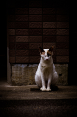 猫撮り散歩473