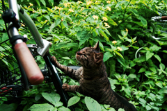 猫撮り散歩1840